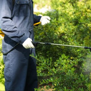 Worker spraying pesticide onto green bush outdoors.