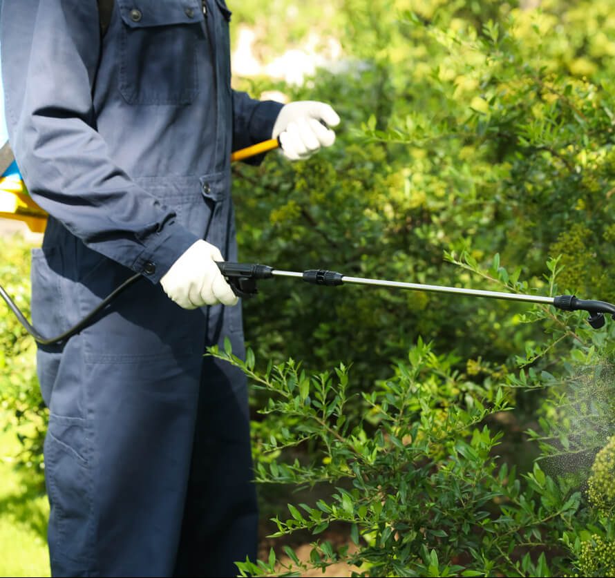 Worker spraying pesticide onto green bush outdoors.