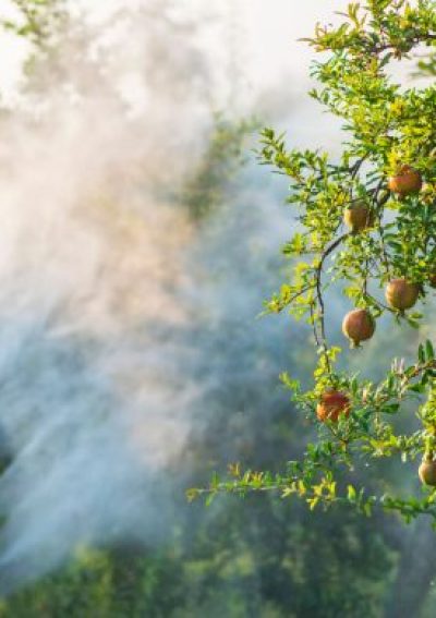 Tractor spraying pesticide on fruit trees