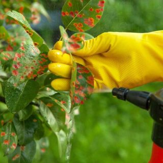 Plant being sprayed with Roundup