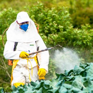 Someone spraying pesticide on cabbage.